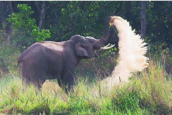 India Gives Elephants 'National Heritage Animal' Status |