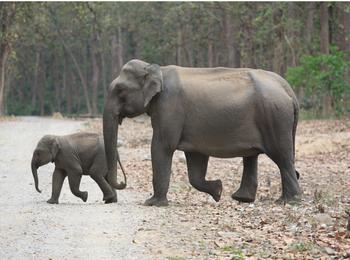 India Gives Elephants 'National Heritage Animal' Status |