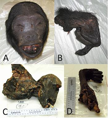 Simian Foamy Virus; Chimpanzee foamy virus; Chimpanzee foamy virus