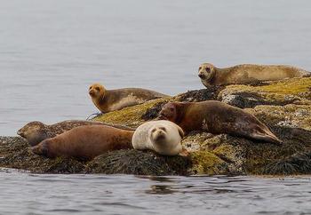 Unusual' seal deaths in Maine linked to avian flu