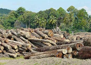 logs in Sabah