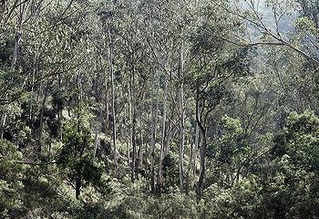 Eucalypt forest Australia