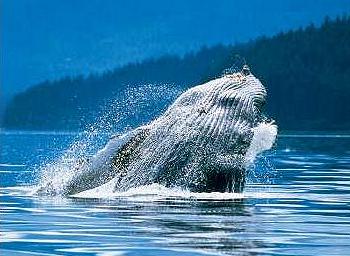 座頭鯨在卑詩省中部海岸附近躍身擊浪（breaching）。（Art Wolfe 攝）