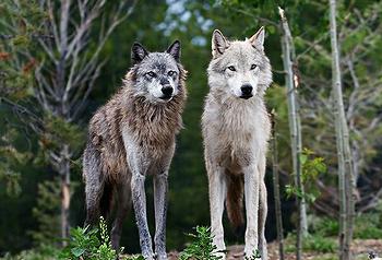 Wyoming wolves