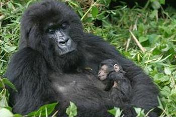 東部低地大猩猩，又名辜勞爾大猩猩，是處境最艱難的靈長類之一（照片由聯合國環境規劃署提供）