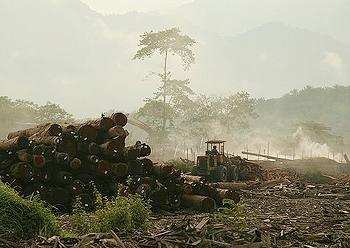 logging Malaysia