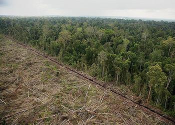 2008年，印尼金寶半島僅存的沼澤森林中，伐木仍在進行（照片提供Greenpeace Esperanza）