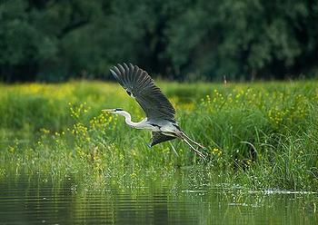 Danube heron