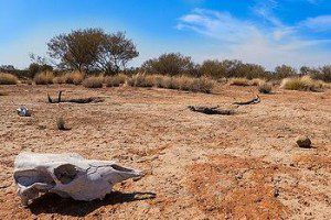 Drought in central Australia, October 2012