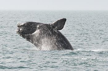 right whale