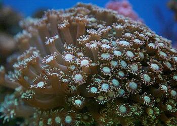 coral, China