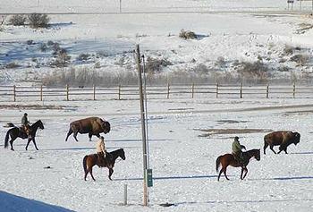 Livestock officials herd wild buffalo near Gardiner, Montana, 2011. (Photo by Lance courtesy Buffalo Field Campaign)