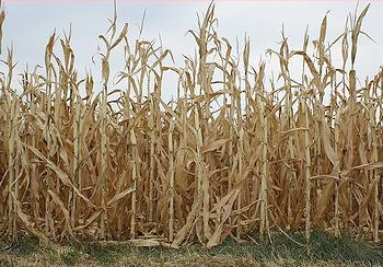 drought, corn