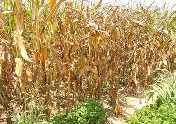 drought, corn