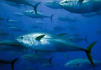 Pacific bluefin