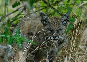 poisoned bobcat