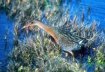 clapper rail