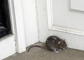 Tell the EPA: Don't Poison Rats and the Environment