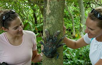 coconut crab