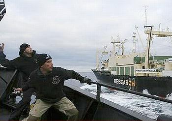 Whale Wars: How was the Sea Shepherd's new ship sunk? 