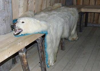 polar bear pelt
