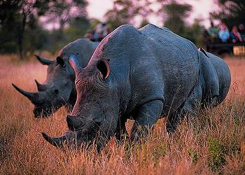 rhinos South Africa