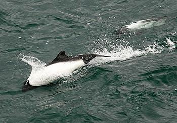 Commersons' dolphins