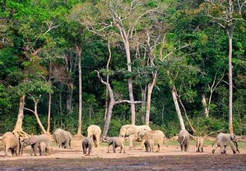 forest elephants