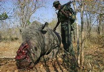 rhino corpse