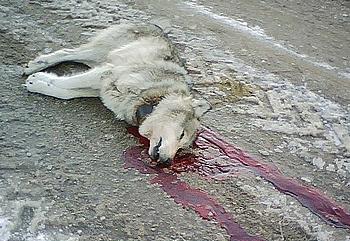 wolf dead