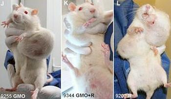 rats tumors