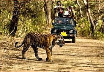 tiger, tourists