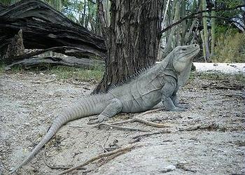 Critically Endangered iguana in the Biological Reserve (Photo courtesy Grupo