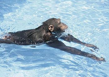 chimp swims