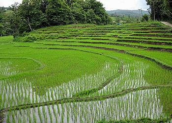 Rice fields near Chiang Mai,Thailand (Photo credit unknown)