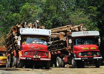illegal logging