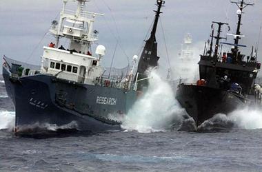 Confrontation between Japanese whaling vessel, left, and Sea Shepherd whale defense vessel in the Southern Ocean (Photo courtesy Sea Shepherd)