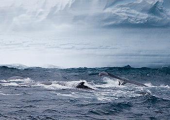 humpbacks