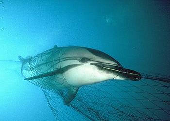 dolphin net