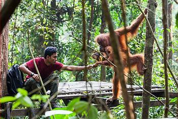 ranger, orangutans