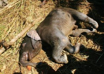 poached baby elephant