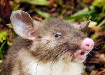 The Hog-nosed rat, Hyorhinomys stuempkei, (Photo by Kevin C. Rowe, Senior Curator of Mammals, Museum Victoria)