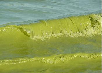 algae waves