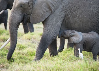 Elephant mother and baby in Amboseli National Park, Feb. 2015 (Photo by Jessica Leas)
