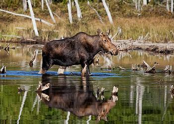 moose