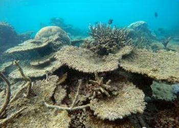 corals dead