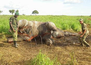 elephant carcass