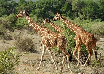 giraffes