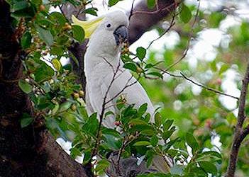 cockatoo