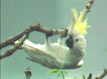 cockatoo